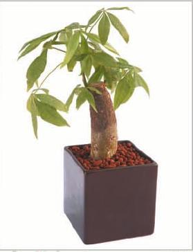 Pachira