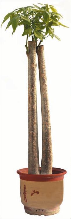 Pachira 