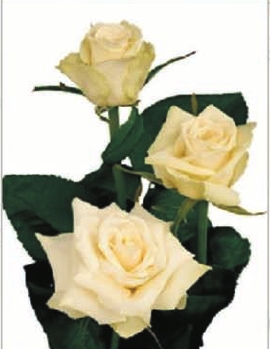 Yellow Dried Rose Flower