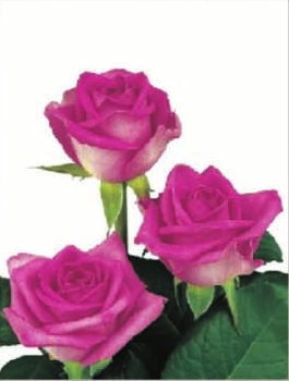 Pink Rose Flower