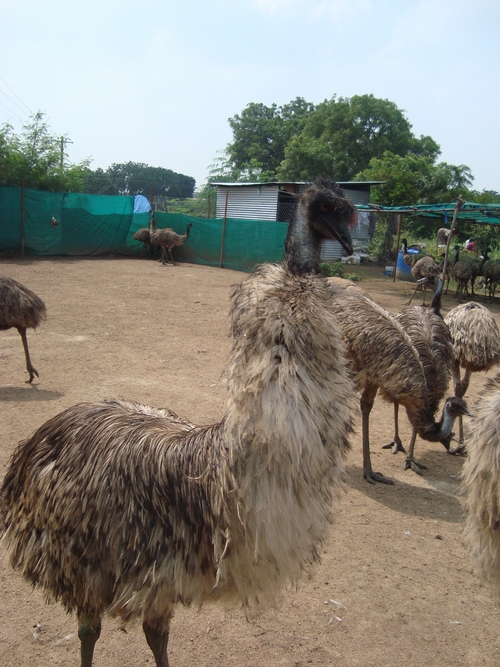 Emu Birds