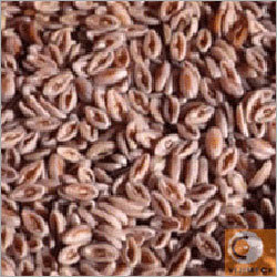 Psyllium Isabgol Industry Machinery