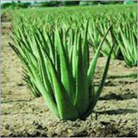 Aloe Vera - Organic, 60-100cm Height, 40-60cm Leaf Length, 5-10cm Leaf Width | Anti-inflammatory, Moisturizing, Natural Healing, Skin Soothing, Rich in Vitamins