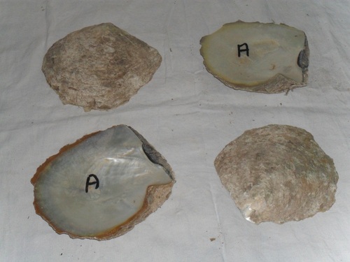 White Mother Of Pearl Shells