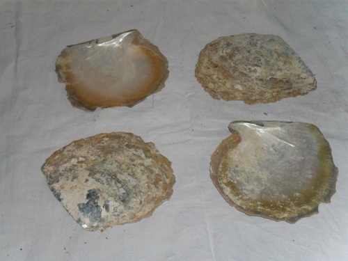 Mother of Pearl Shells