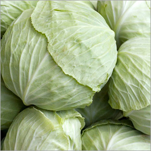 Cabbage