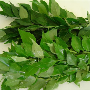 Curry Leaves