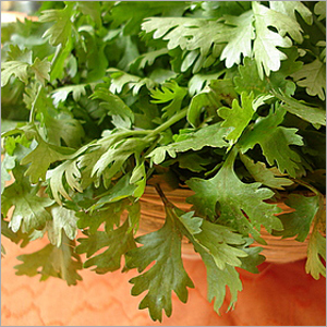 Fresh Coriander Leaves