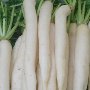 Radish