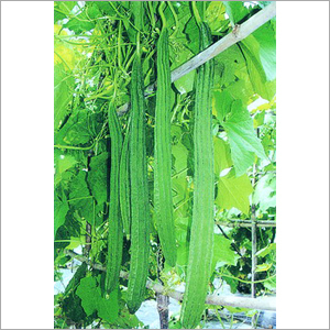 Ridge Gourd