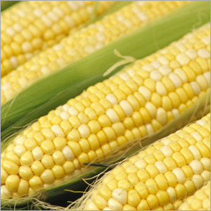 Corn