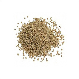 Ajwain Seed Extracts