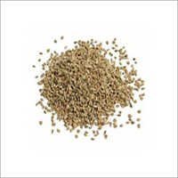 Ajwain Seed Extracts