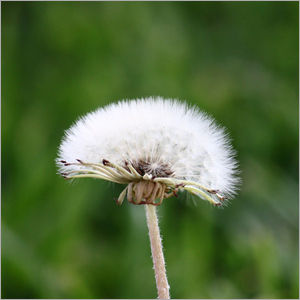 White Dandelion Extract