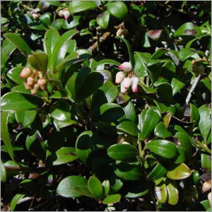 Uva Ursi Extract