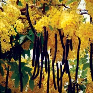 Amaltas Extract