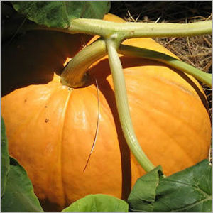 Orange Pumpkin Seed Extract