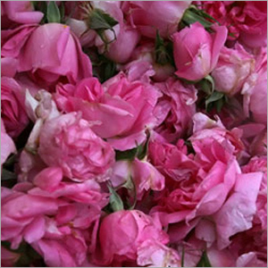 Rose Oil