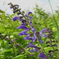 Sage-Leaf-Powdered-Extract