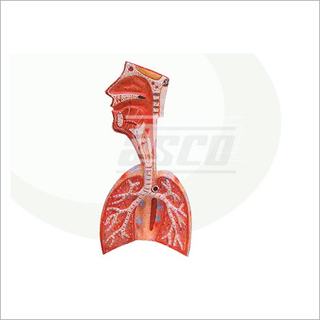 Human Respiratory System Model