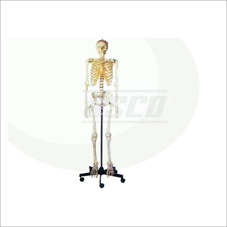 Human Skeleton Model