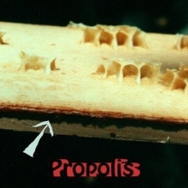 Propolis Extract