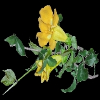 Cats Claw Extract
