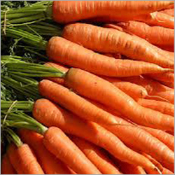 Carrot - 15-25cm Length, 2-4cm Diameter, Orange | Fresh, Nutritious, Crisp, Sweet, Vibrant, Versatile, Firm Texture