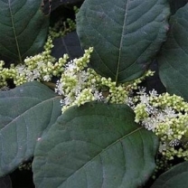Resveratrol 98% Extract