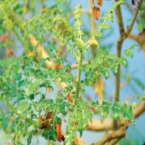 Boswellia serrata Extracts