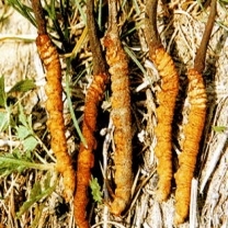 Cordyceps Sinensis Extract