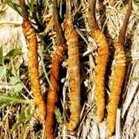 Cordyceps Sinensis Extract - 99% Pure Powder | Non-allergic, Long Shelf Life, Natural Respiratory Support, Immune System Balancer
