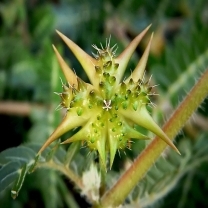 Tribuus Terristris Extract