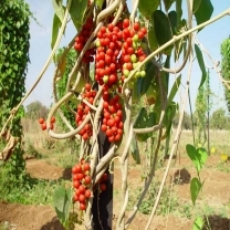 Guduchi Extract