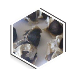 Moringa Oleifera Seeds
