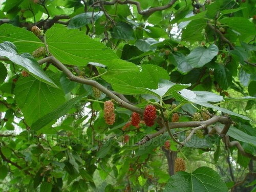 Red Mulberry Leaf Extract