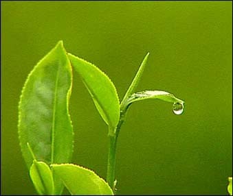 Green Tea Leaves Extracts