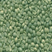Green Coffee Bean  Extracts