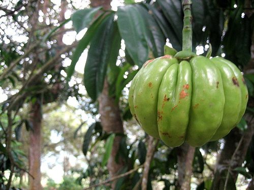Garcinia Extract
