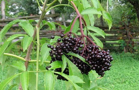Elderberry Extract Purity(%): 99%