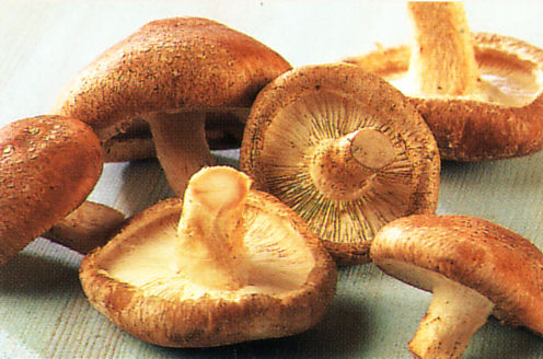 Orange Shiitake Mushrooms Extract