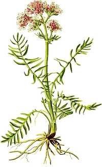 Valerian Root