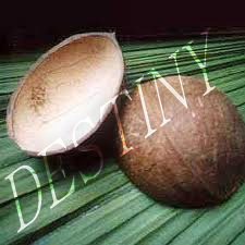 COCONUT SHELL