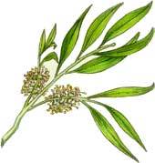 Black Tea Tree Oil Extract