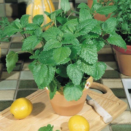 Melissa Extract