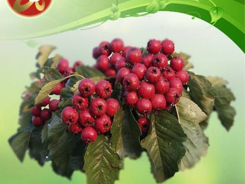 Hawthorn Berry Extract Purity(%): 99%