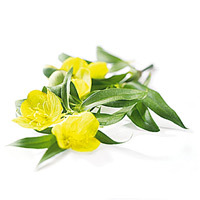 Evening Primrose Oil Extract