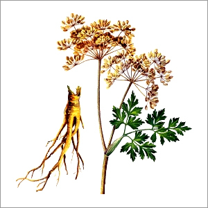Dong Quai Extract
