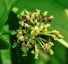 Cissus Quadrangularis Extract Purity(%): 99%