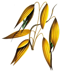 Avena Sativa Extract